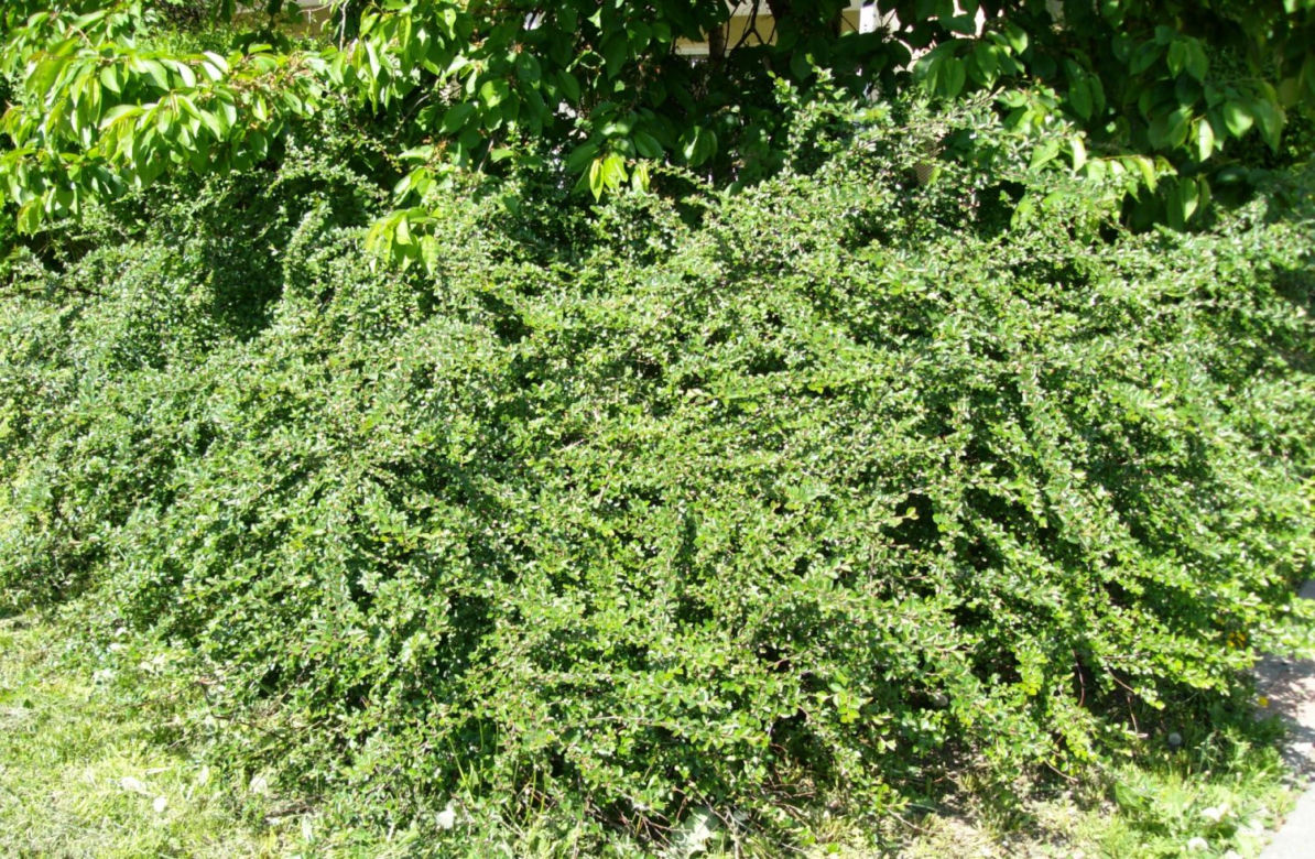 Irgi w ogrodach