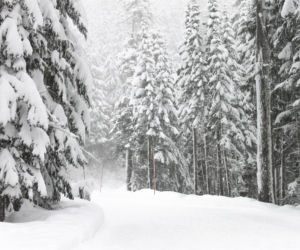 Zwykły spacer zmienił się w koszmar. Kobieta zamarzła w lesie pod Warszawą, jej towarzysz walczy o życie