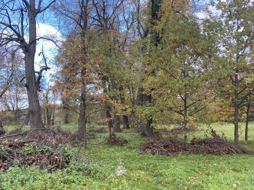 Zamek w Dąbrówce Starzeńskiej