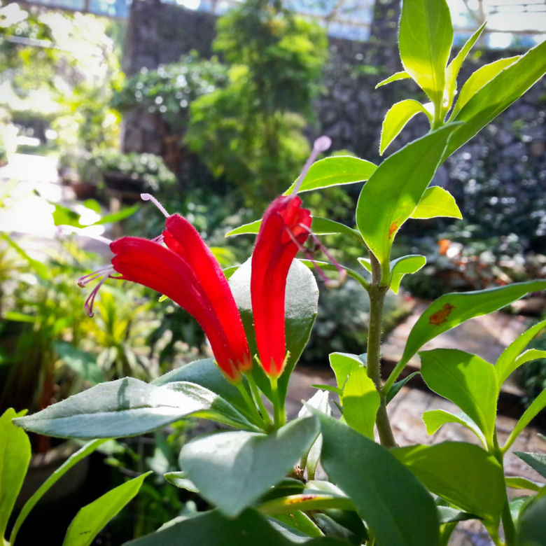 Eszynantus (Aeschynanthus)