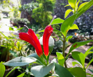 Eszynantus (Aeschynanthus)