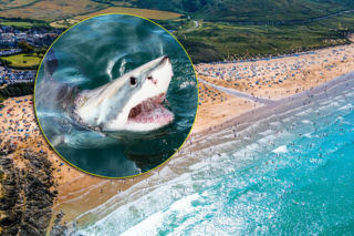 Krwawy atak rekina na znanej plaży! 20-latka walczyła, ale nie miała żadnych szans