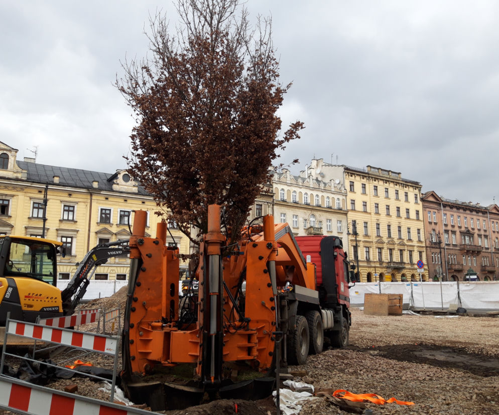 Dąb posadzony na Placu św. Ducha