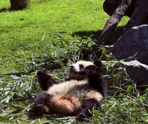 Pandy ZOO Berlin