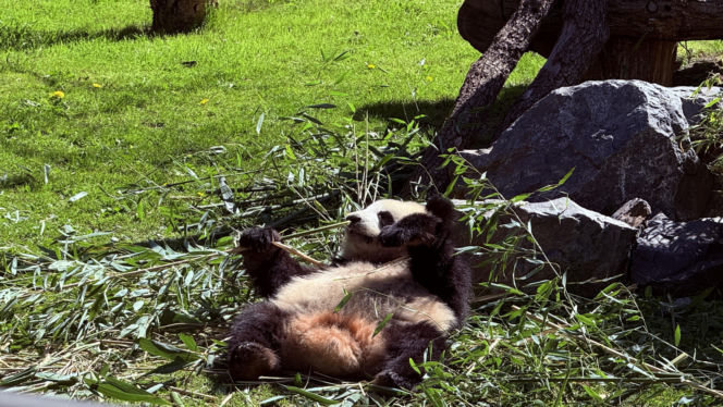 Pandy ZOO Berlin