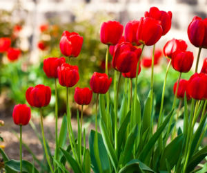 tulipany-czerwone.jpg