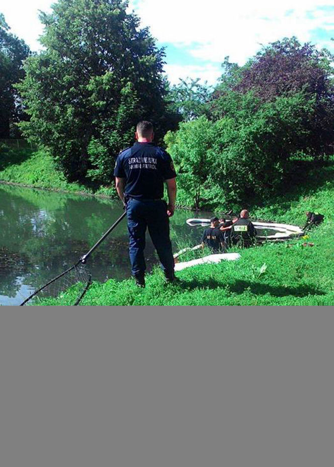 Kaczuszki uwięzione w smole