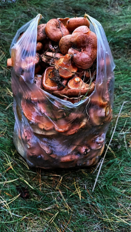 Rydze znalezione na Kaszubach. zdjęcia z grupy bory tucholskie.  Łukasz Węgrzyn