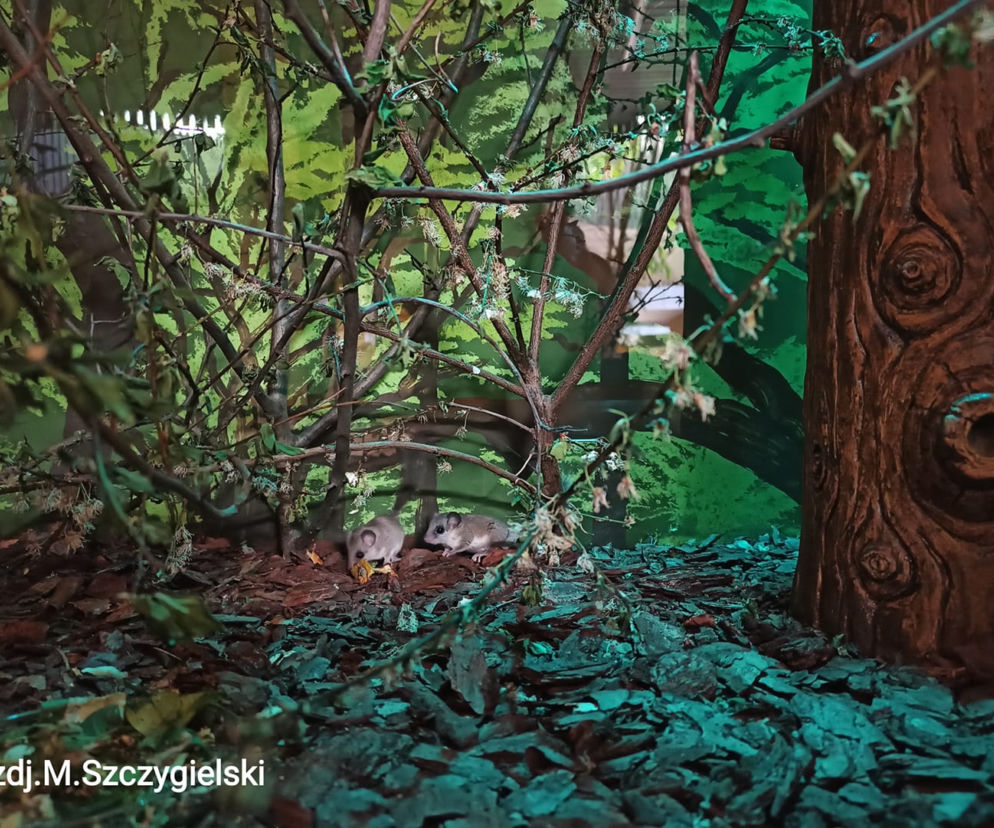 Ale ty jesteś szybki, Bubuś! Zoo Płock ma nowego pupilka! [WIDEO]