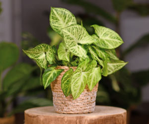 Syngonium