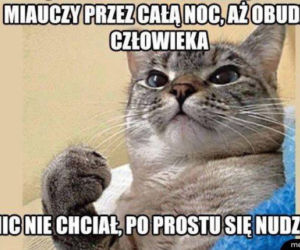 Dzień Kota 2021. Rasowe, dachowce, małe i duże. Dziś KOTY mają swoje święto [MEMY]
