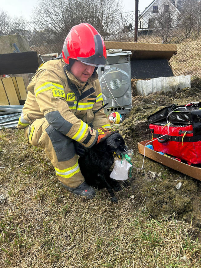 Do pożaru doszło we wtorek, 24 marca, na terenie ogródków działkowych ROD Odnowa przy ul. Cedrowej w Gdańsku