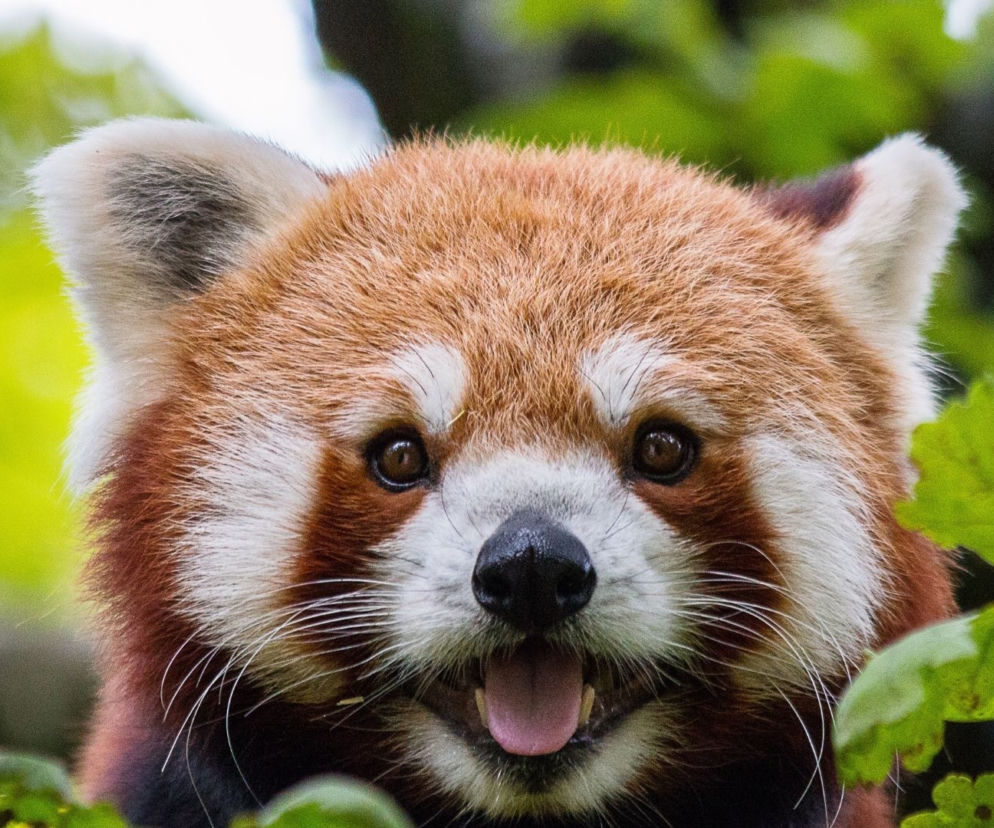 Dzień Misji Ogrodów Zoologicznych i Akwariów - kiedy wypada? Jak świętuje go warszawskie zoo?