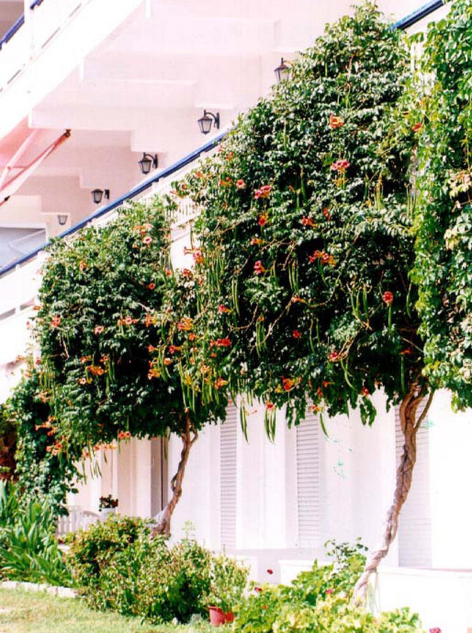 Ta roślina to znakomita alternatywa dla tui. Posadź w ogrodzie, a nie pożałujesz