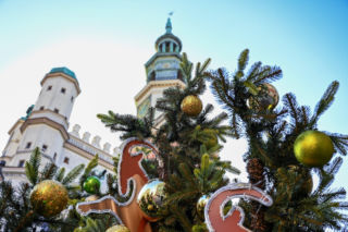 Choinka wraca na Stary Rynek i rozświetli Poznań. W sobotę miasto zacznie świętować na dobre