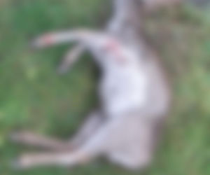 Koszmar w agroturystyce. Owce i daniele zagryzione, część zwierząt wrzucona do stawu!