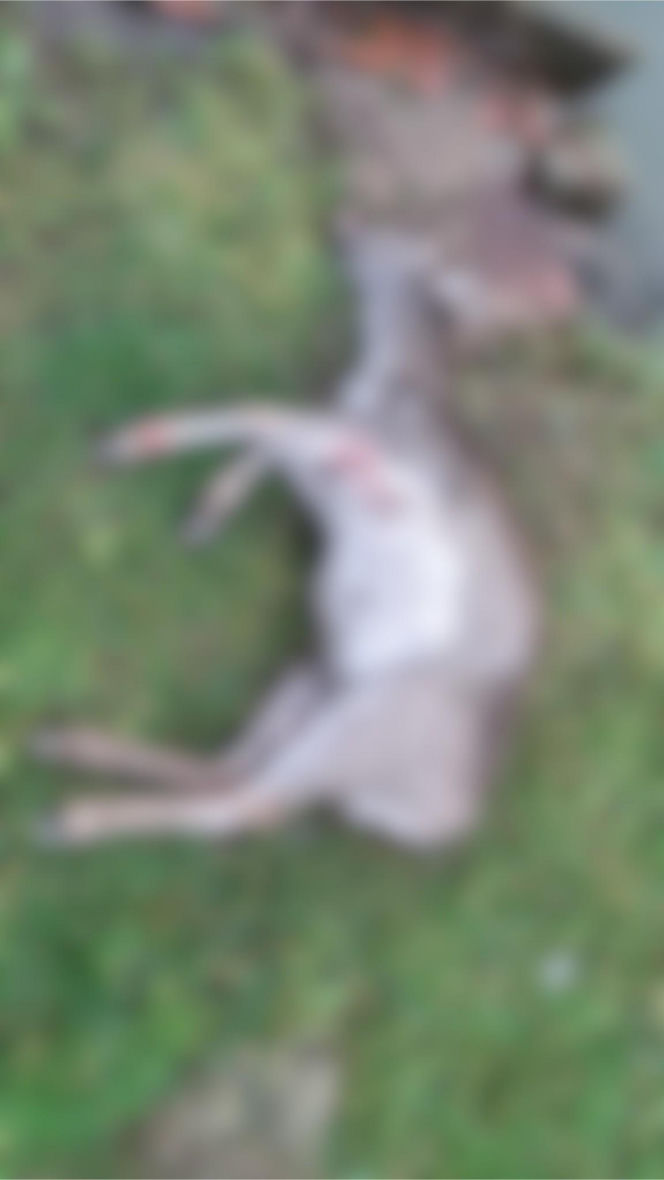 Koszmar w agroturystyce. Owce i daniele zagryzione, część zwierząt wrzucona do stawu!