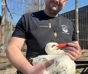 Ktoś strzelał do bociana. Zwierzę ledwie odzyskało wolność