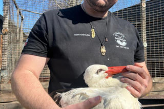 Uratowany ptak został postrzelony