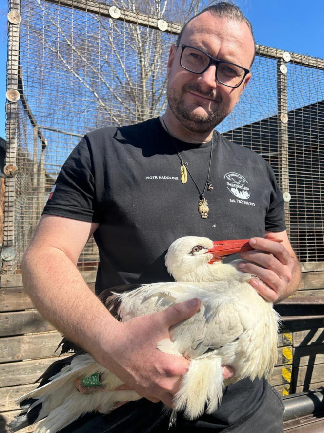 Uratowany ptak został postrzelony