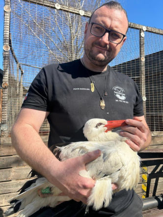 Ktoś strzelał do bociana. Zwierzę ledwie odzyskało wolność