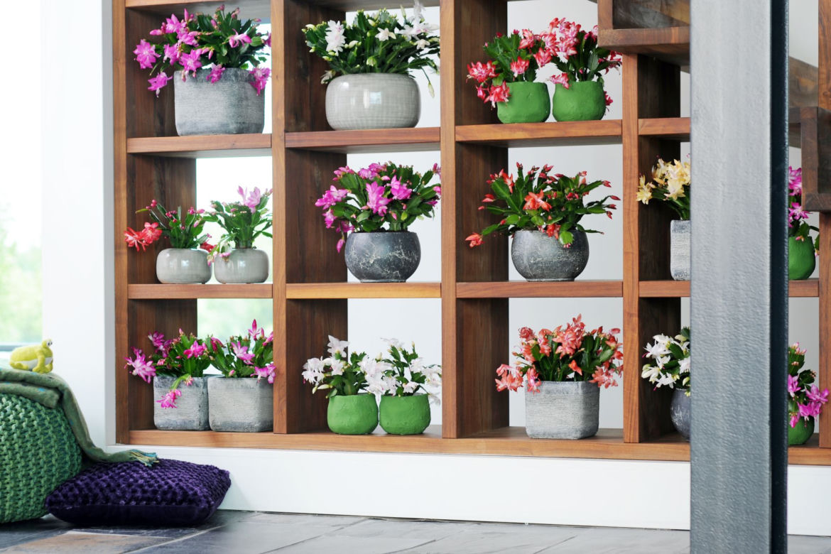 Szlumbergera = Zygokaktus = Grudnik