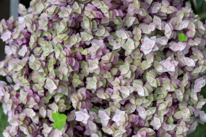 Callisia repens 'Pink Panther'