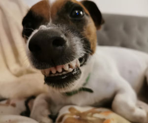 Ostrów. By nie było bezdomniaków. Miasto zapłaci za kastrację i sterylizację psów i kotów