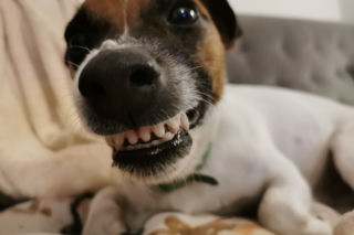 Ostrów. By nie było bezdomniaków. Miasto zapłaci za kastrację i sterylizację psów i kotów