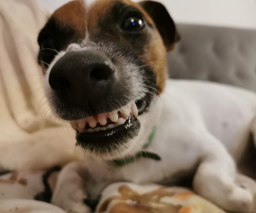 Ostrów. By nie było bezdomniaków. Miasto zapłaci za kastrację i sterylizację psów i kotów