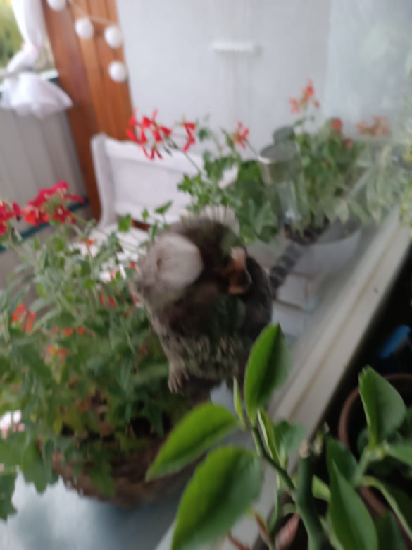 Małpka siedziała na balkonie w Chełmie