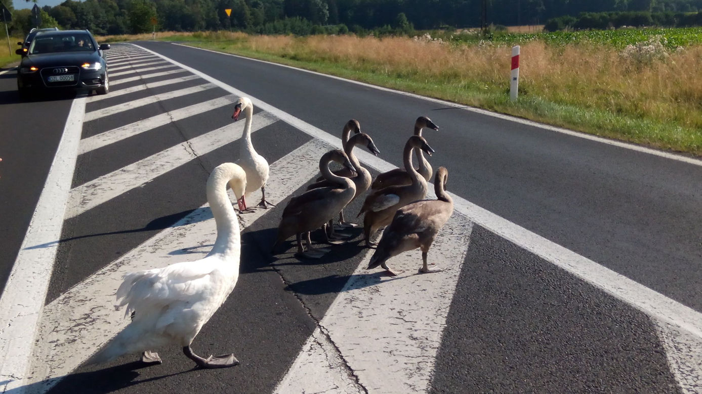 Rodzina łabędzi zablokowała drogę [ZDJĘCIA, WIDEO]