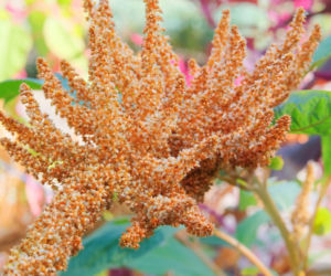Amarantus – zapomniane złoto Inków. Co to jest i dlaczego dietetycy zachwycają się jego właściwościami?