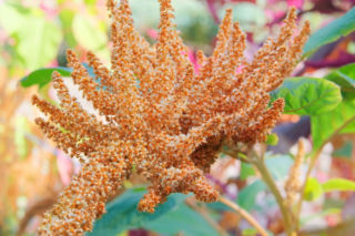 Amarantus – zapomniane złoto Inków. Co to jest i dlaczego dietetycy zachwycają się jego właściwościami?