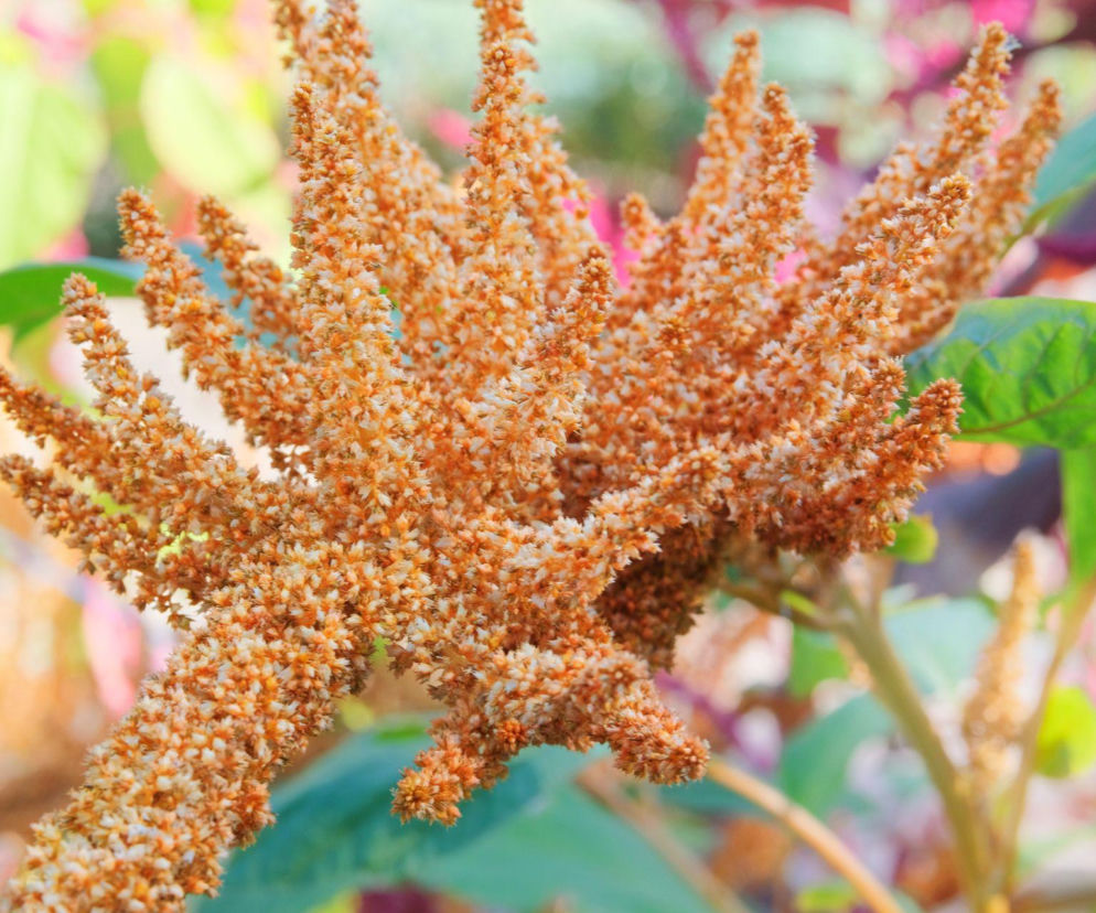 Amarantus – zapomniane złoto Inków. Co to jest i dlaczego dietetycy zachwycają się jego właściwościami?