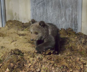 Miśka zostanie gwiazdą zoo