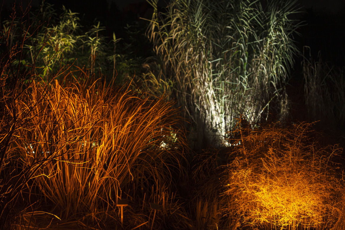 Lasery, muzyka i kolorowe iluminacje w Ogrodzie Botanicznym we Wrocławiu