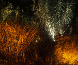 Lasery, muzyka i kolorowe iluminacje w Ogrodzie Botanicznym we Wrocławiu