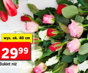 Kwiaty za grosze w Lidlu