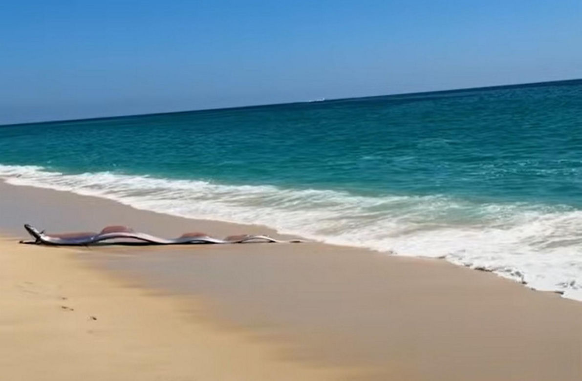 Gigantyczny wąż morski pojawił się na plaży w Cabo
