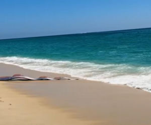 Gigantyczny wąż morski pojawił się na plaży w Cabo