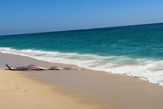Gigantyczny wąż morski pojawił się na plaży w Cabo