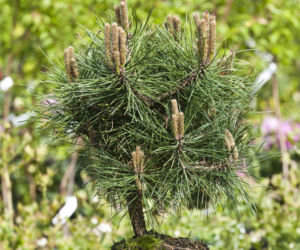 Sosna czarna 'Green Bullet'