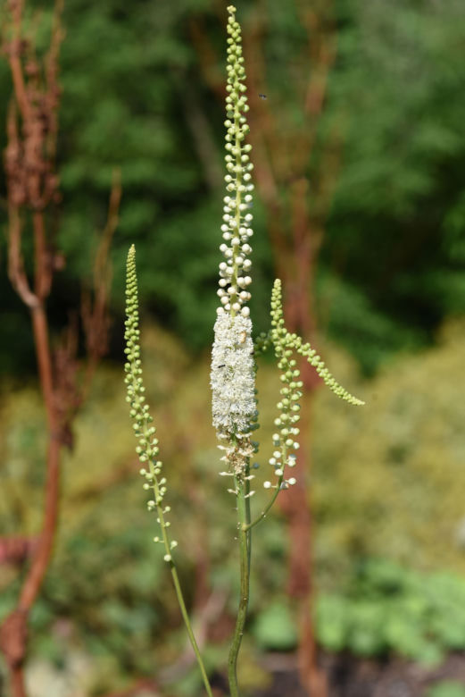 Pluskwica groniasta