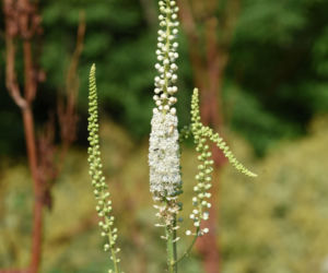 Pluskwica groniasta