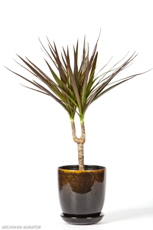 Dracena