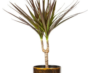Dracena