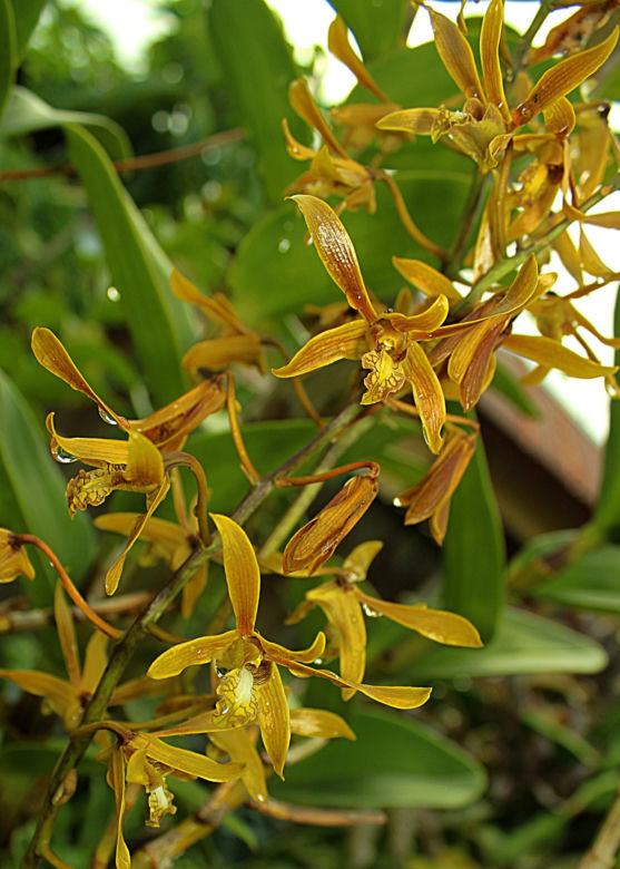 Storczyk Dendrobium