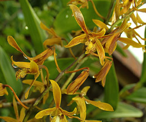 Storczyk Dendrobium