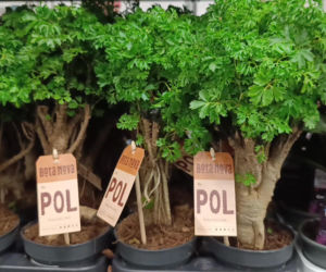 Festiwal Roślin w Enea Arenie